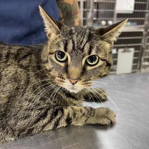 Candy Corn, an adoptable Domestic Short Hair in Salt Lake City, UT, 84106 | Photo Image 2