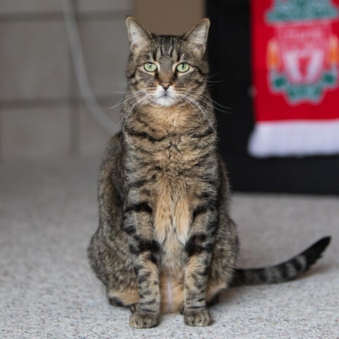 Candy Corn, an adoptable Domestic Short Hair in Salt Lake City, UT, 84106 | Photo Image 5