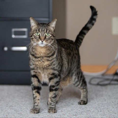 Candy Corn, an adoptable Domestic Short Hair in Salt Lake City, UT, 84106 | Photo Image 6