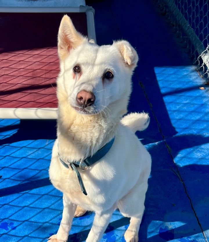 Jindo best sale for adoption