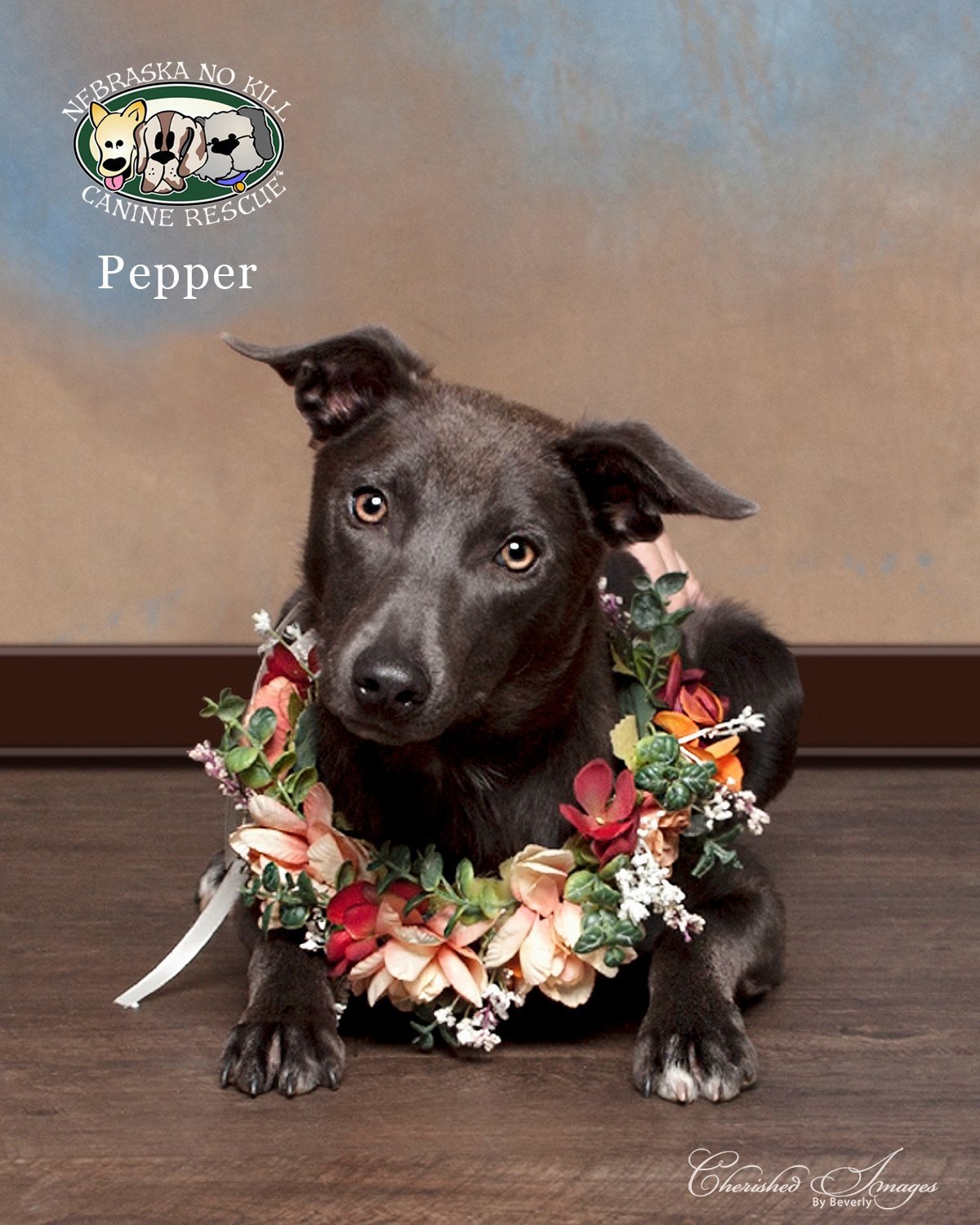 Pepper, an adoptable Australian Cattle Dog / Blue Heeler, Australian Kelpie in Lincoln, NE, 68506 | Photo Image 2