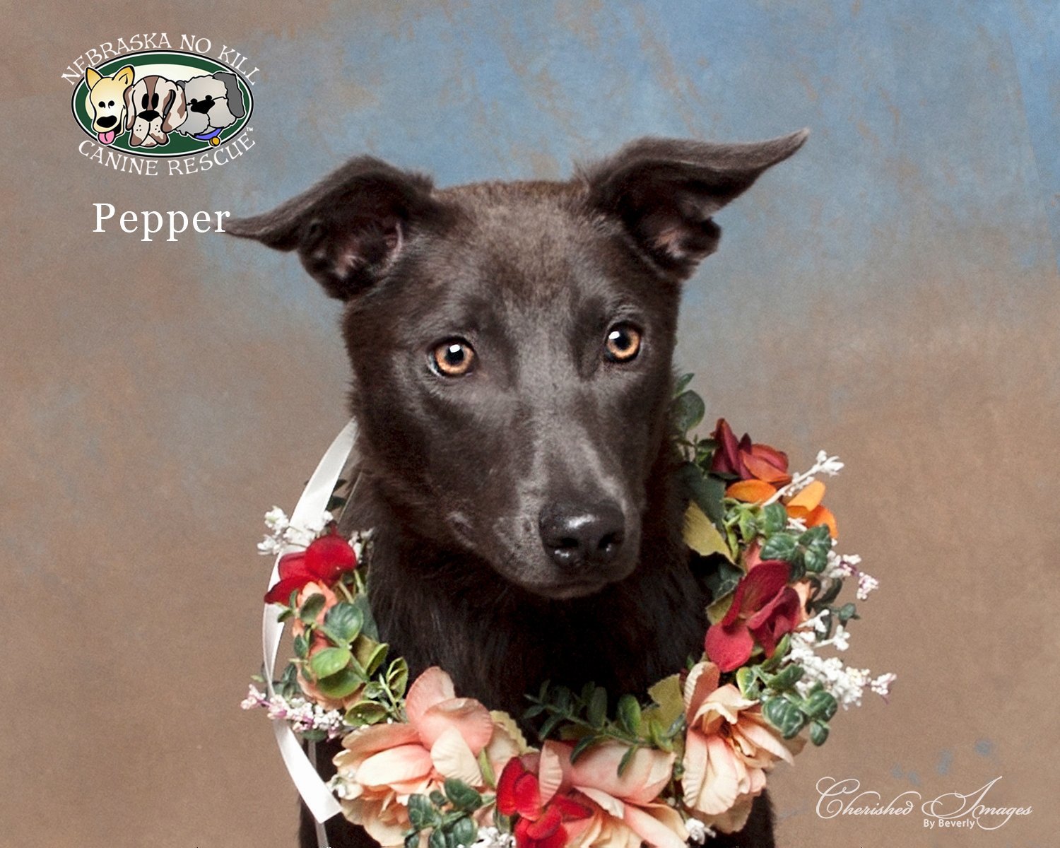 Pepper, an adoptable Australian Cattle Dog / Blue Heeler, Australian Kelpie in Lincoln, NE, 68506 | Photo Image 3