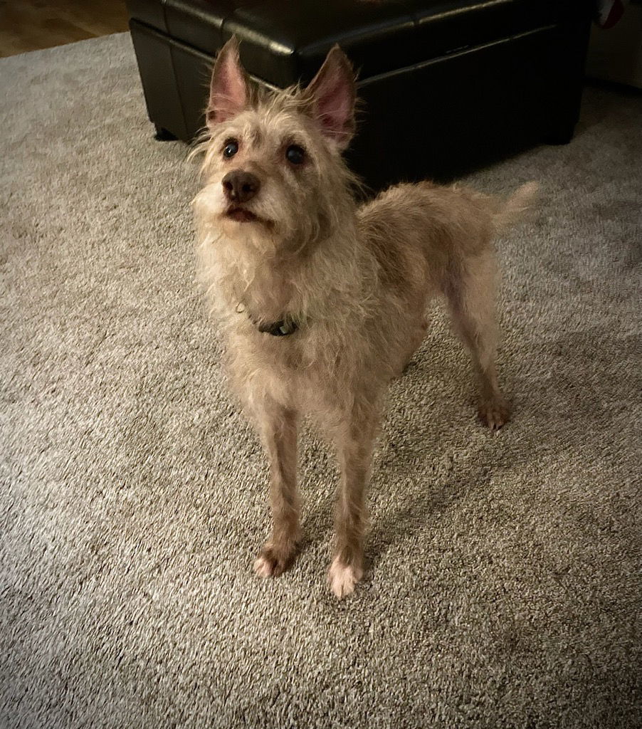 Mila, an adoptable Terrier in Bloomington, IL, 61701 | Photo Image 3