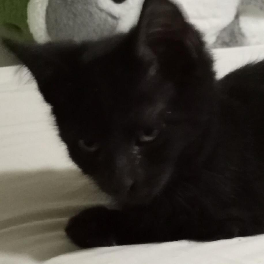 Gus