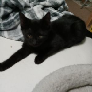 Shania, Adult Female unknown