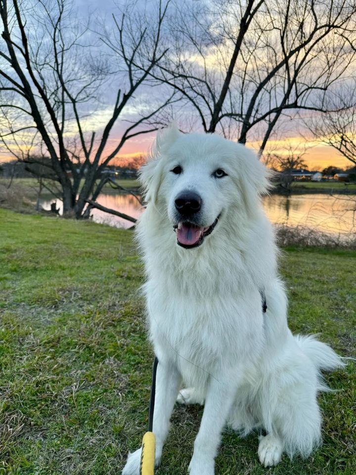 Balto ATX 3