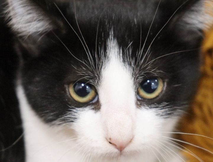 Pugsley, an adoptable Tuxedo Mix in Saint Augustine, FL_image-6