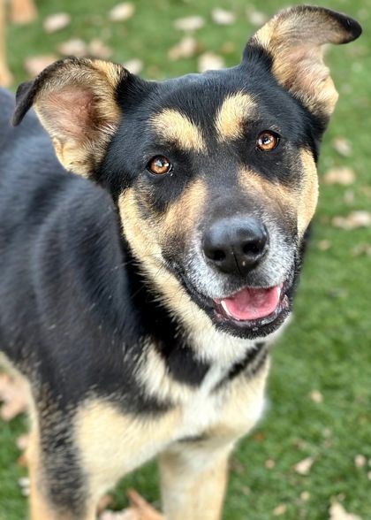 Siberian husky x store rottweiler