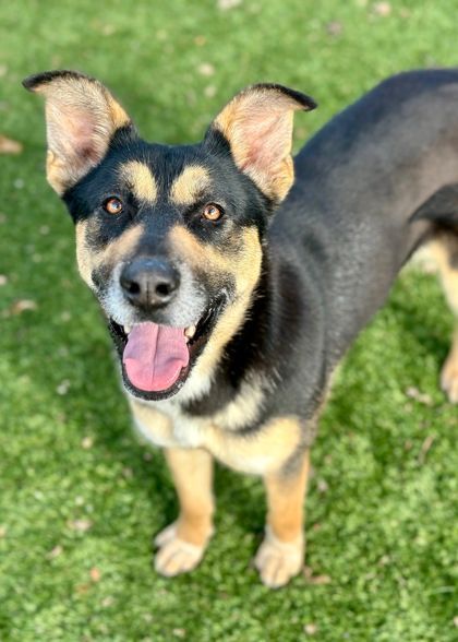 Rottweiler mixed best sale with siberian husky