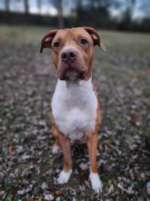 Providence, RI - Dachshund/Beagle. Meet Alaric KL in MS a Pet for Adoption  - AdoptaPet.com