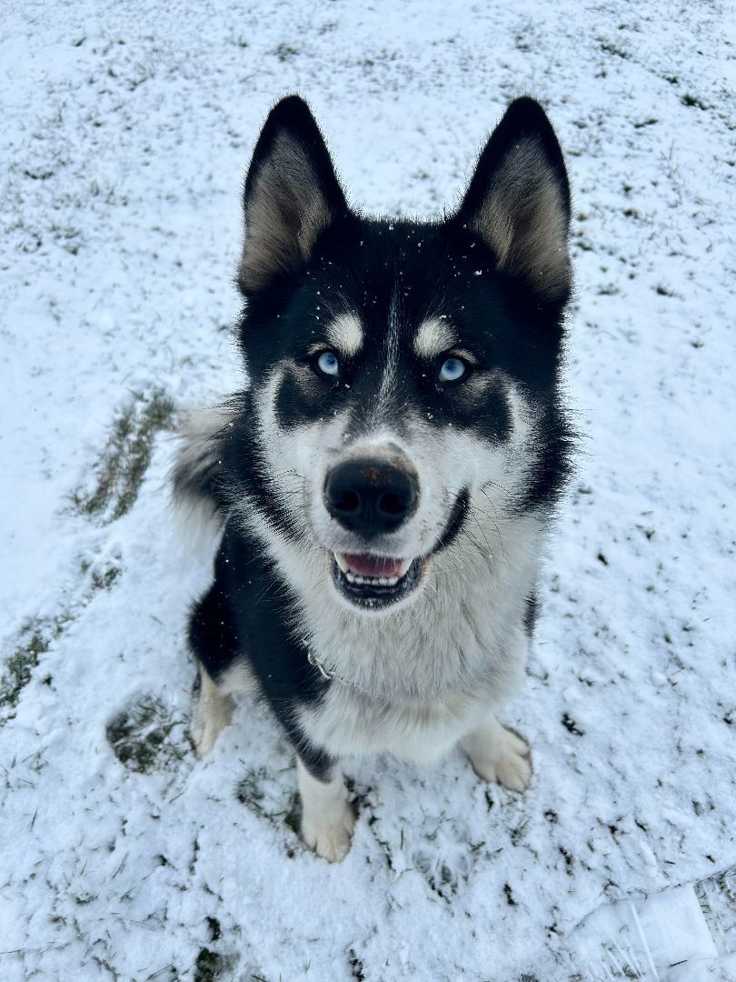 Joey, an adoptable Siberian Husky, Samoyed in Brunswick, OH, 44212 | Photo Image 1