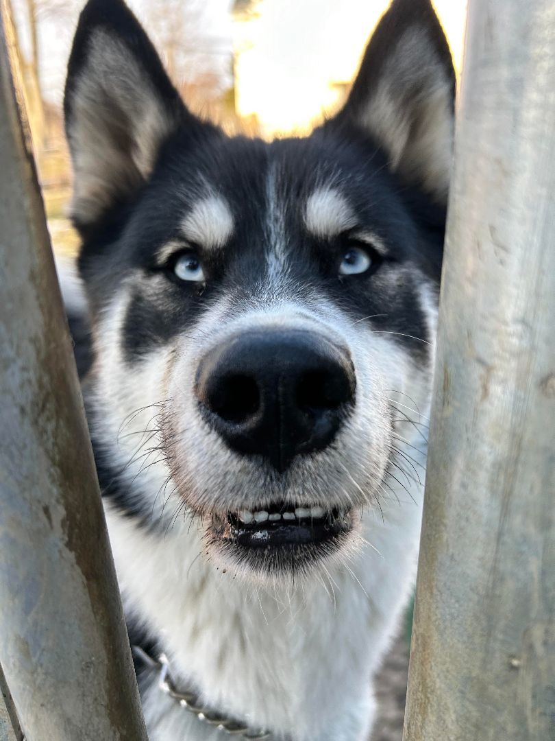 Joey, an adoptable Siberian Husky, Samoyed in Brunswick, OH, 44212 | Photo Image 5