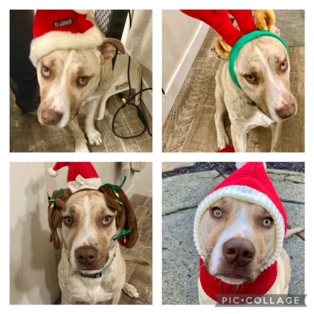 Dog for adoption Cucumber A Floppy Dog, a Siberian Husky & Pit Bull