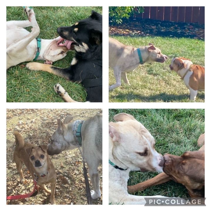 Dog for adoption Cucumber A Floppy Dog, a Siberian Husky & Pit Bull