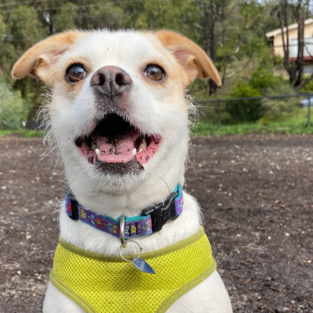 Dog for adoption Potato a Jack Russell Terrier Mix in Santa