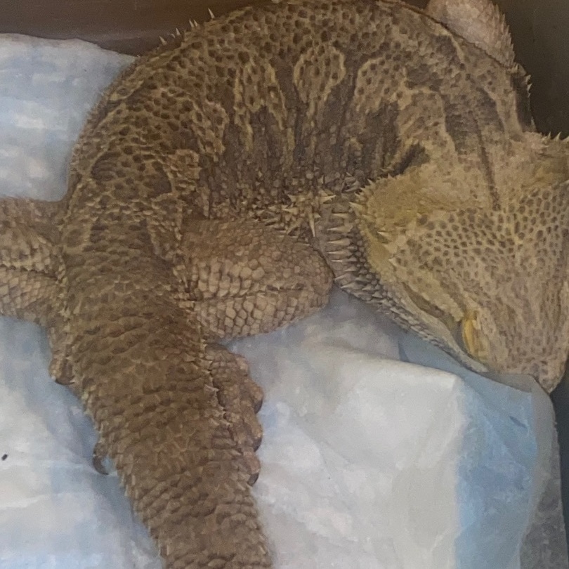 Reptile for adoption Me’ Captain Crunch , a Bearded Dragon in