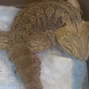 Reptile adoption sale near me