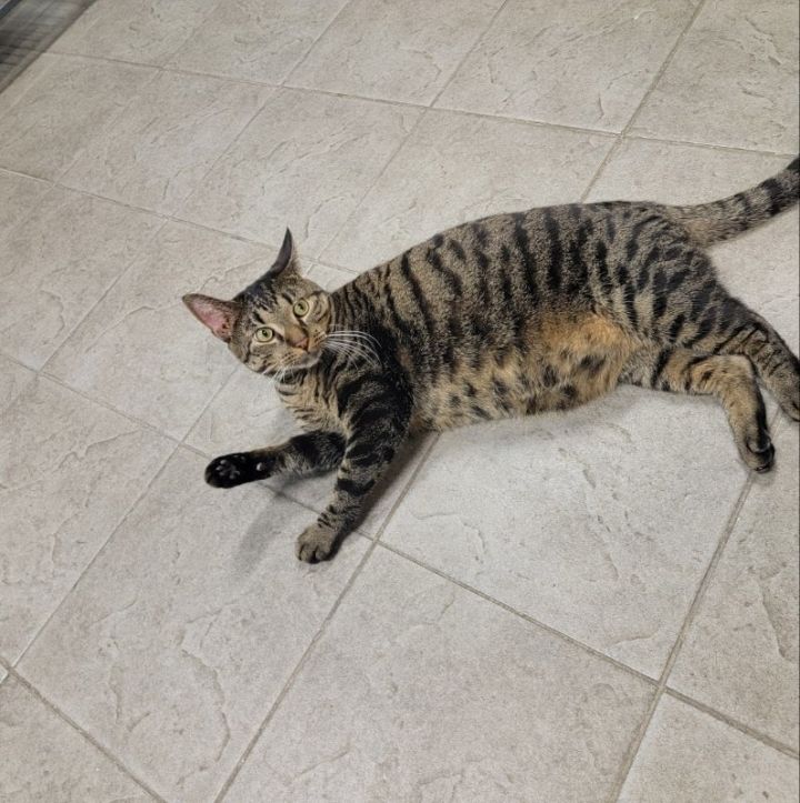 Cat for adoption Teddy, a Domestic Short Hair in Sewaren, NJ Petfinder