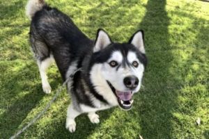 OZWALD Siberian Husky Dog