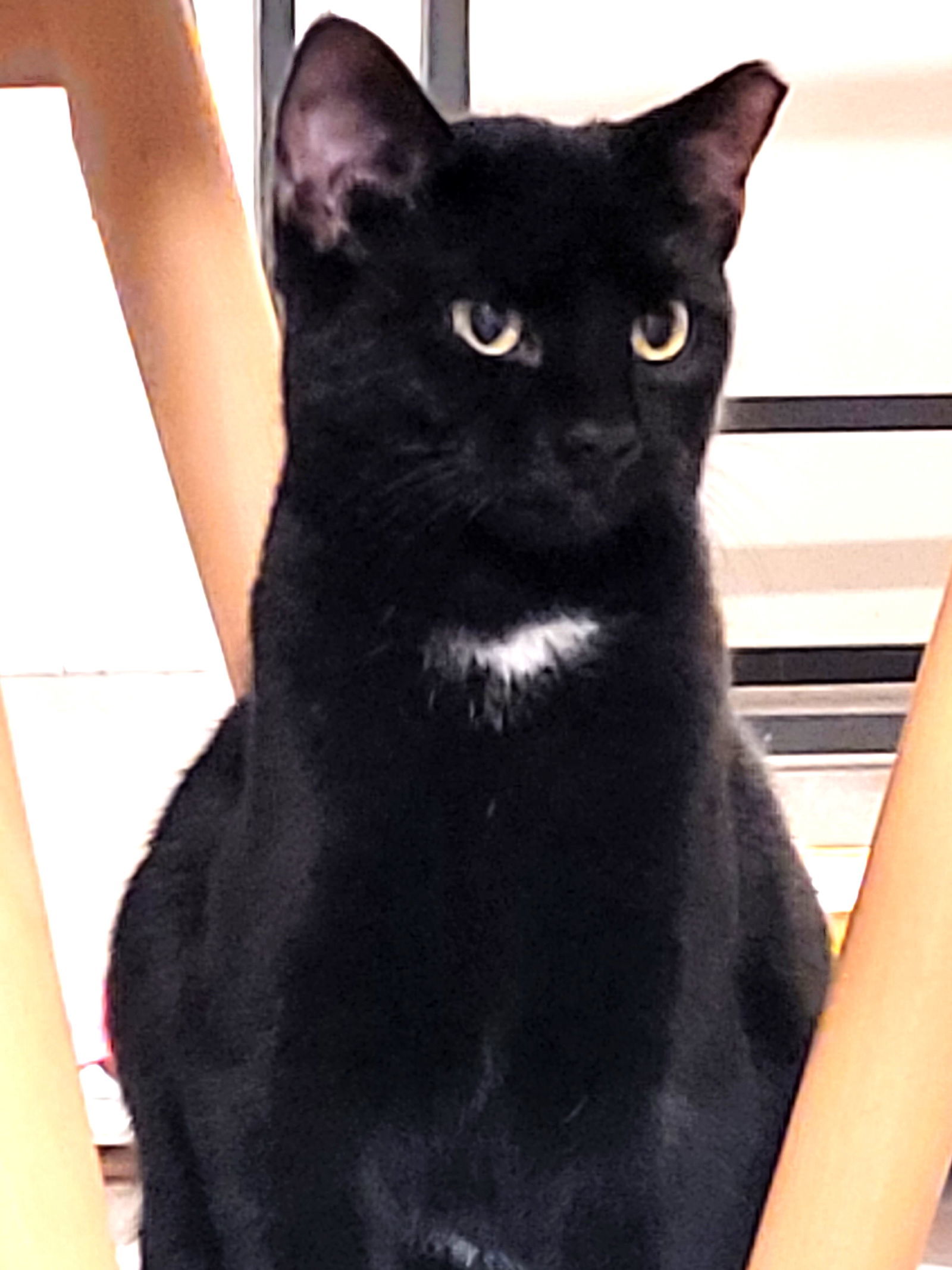 KITTEN TESSA, an adoptable Domestic Short Hair in Franklin, TN, 37069 | Photo Image 1