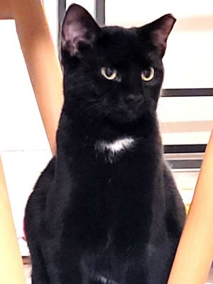 KITTEN TESSA, Young Female Domestic Short Hair