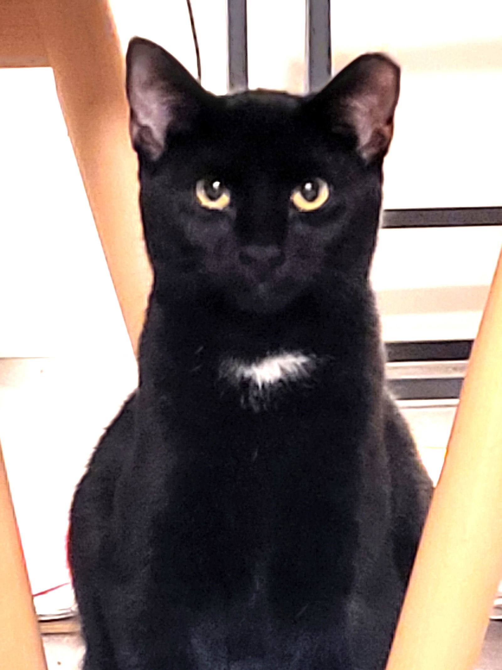 KITTEN TESSA, an adoptable Domestic Short Hair in Franklin, TN, 37069 | Photo Image 3