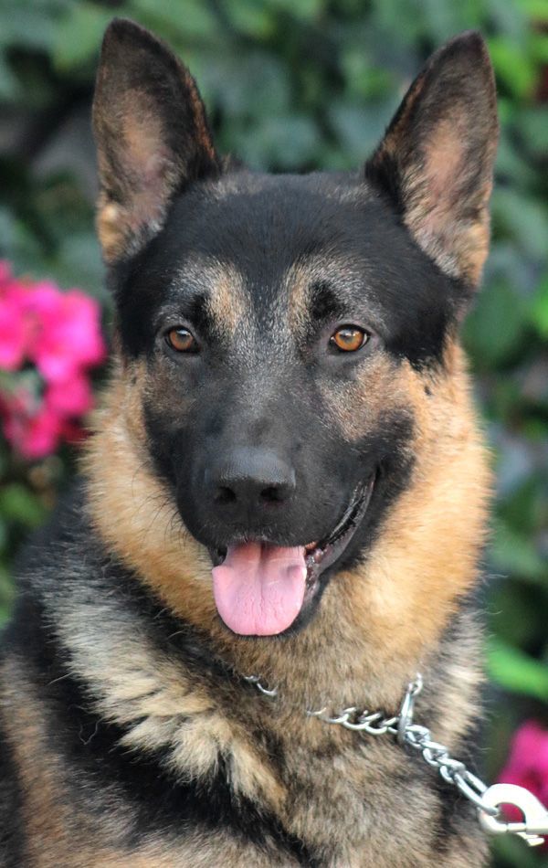 German shepherd best sale puppies petfinder