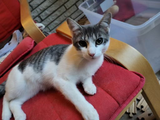KITTEN RICKY RICARDO ADOPT ME AND MY LUCY PLEASE!, an adoptable Tabby in Franklin, TN, 37069 | Photo Image 1