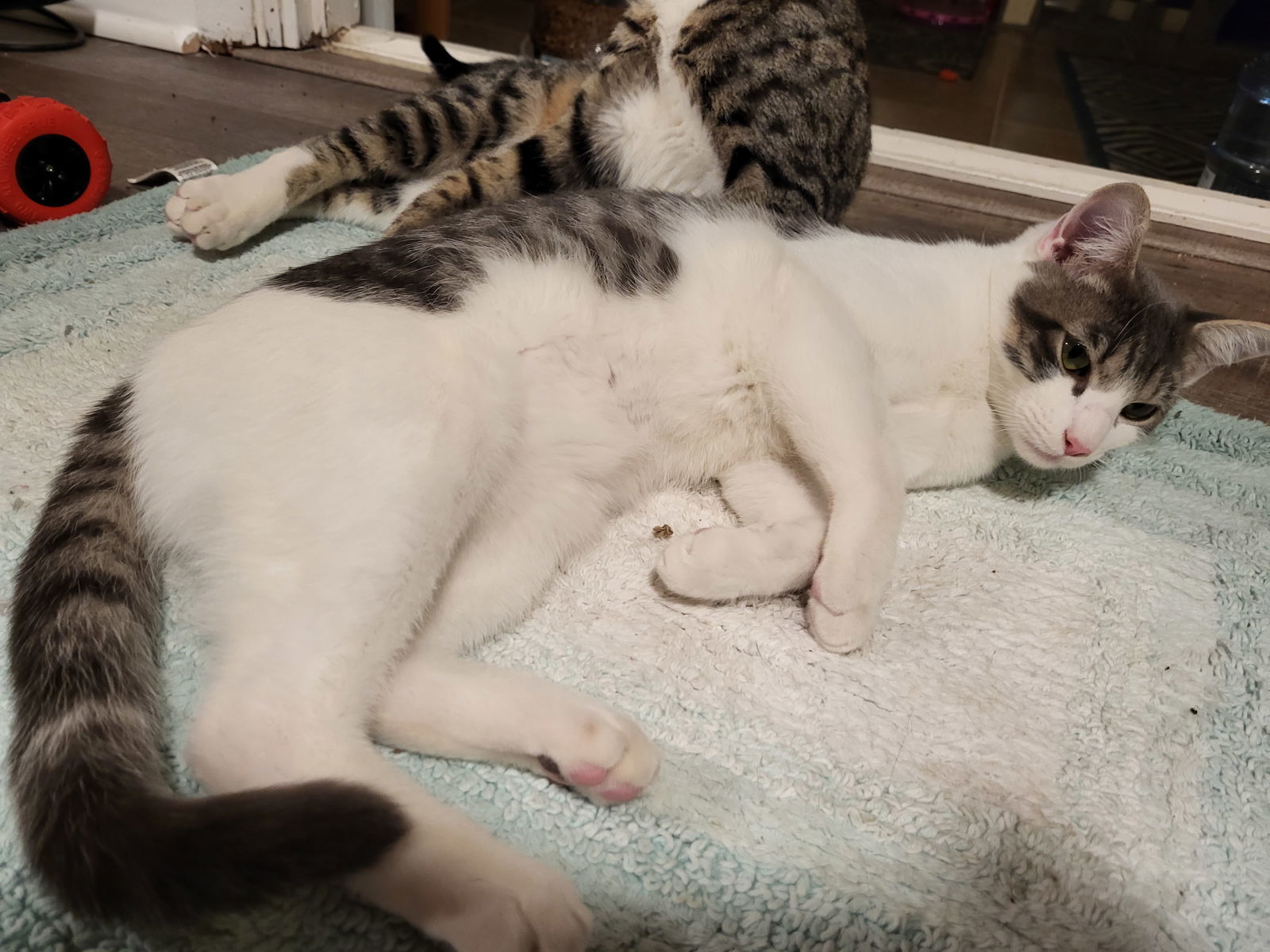 KITTEN RICKY RICARDO ADOPT ME AND MY LUCY PLEASE!, an adoptable Tabby in Franklin, TN, 37069 | Photo Image 2