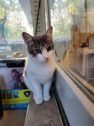 KITTEN RICKY RICARDO ADOPT ME AND MY LUCY PLEASE!, an adoptable Tabby in Franklin, TN, 37069 | Photo Image 3