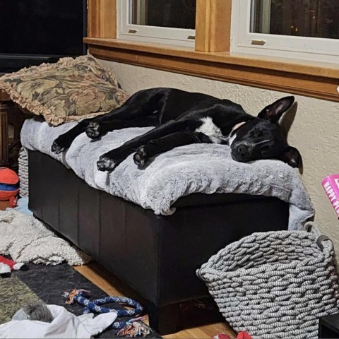 Cristina, an adoptable Collie, Black Labrador Retriever in Mankato, MN, 56001 | Photo Image 1