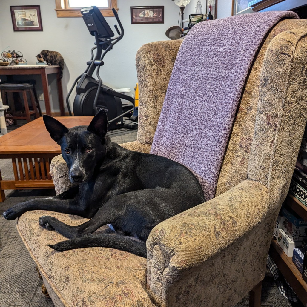 Cristina, an adoptable Shepherd, Mixed Breed in Mankato, MN, 56001 | Photo Image 1