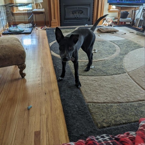 Cristina, an adoptable Shepherd, Mixed Breed in Mankato, MN, 56001 | Photo Image 2