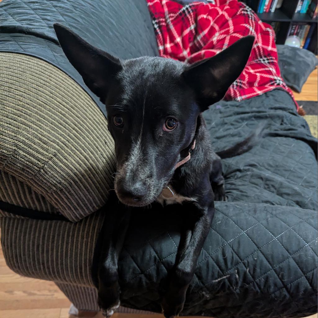 Cristina, an adoptable Shepherd, Mixed Breed in Mankato, MN, 56001 | Photo Image 2