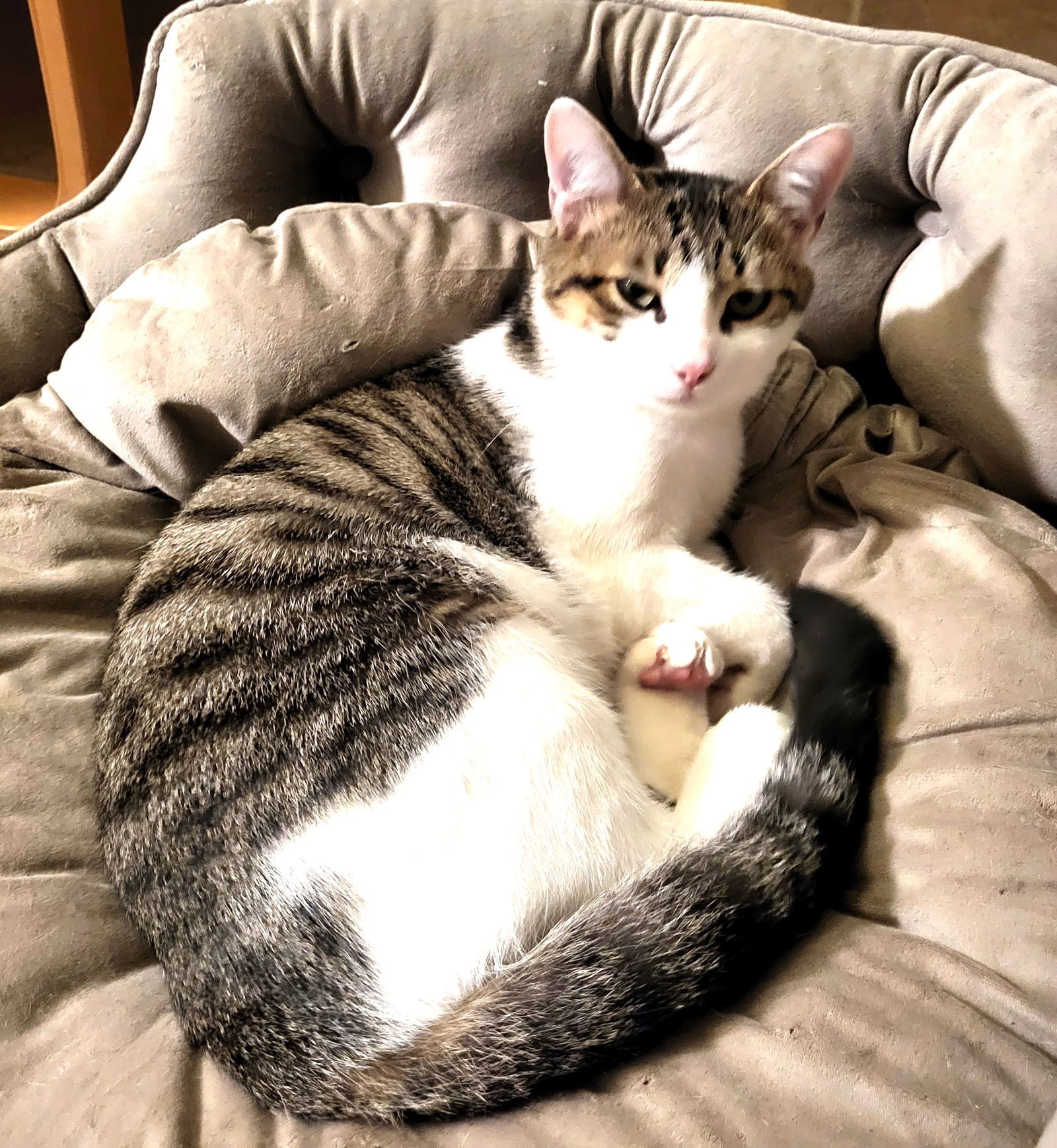 KITTEN BOBBY, an adoptable Tabby in Franklin, TN, 37069 | Photo Image 1