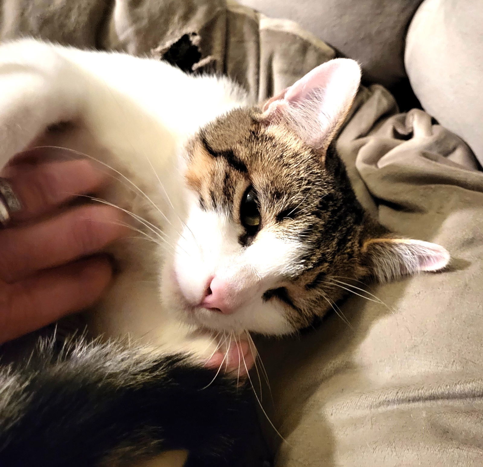 KITTEN BOBBY, an adoptable Tabby in Franklin, TN, 37069 | Photo Image 2