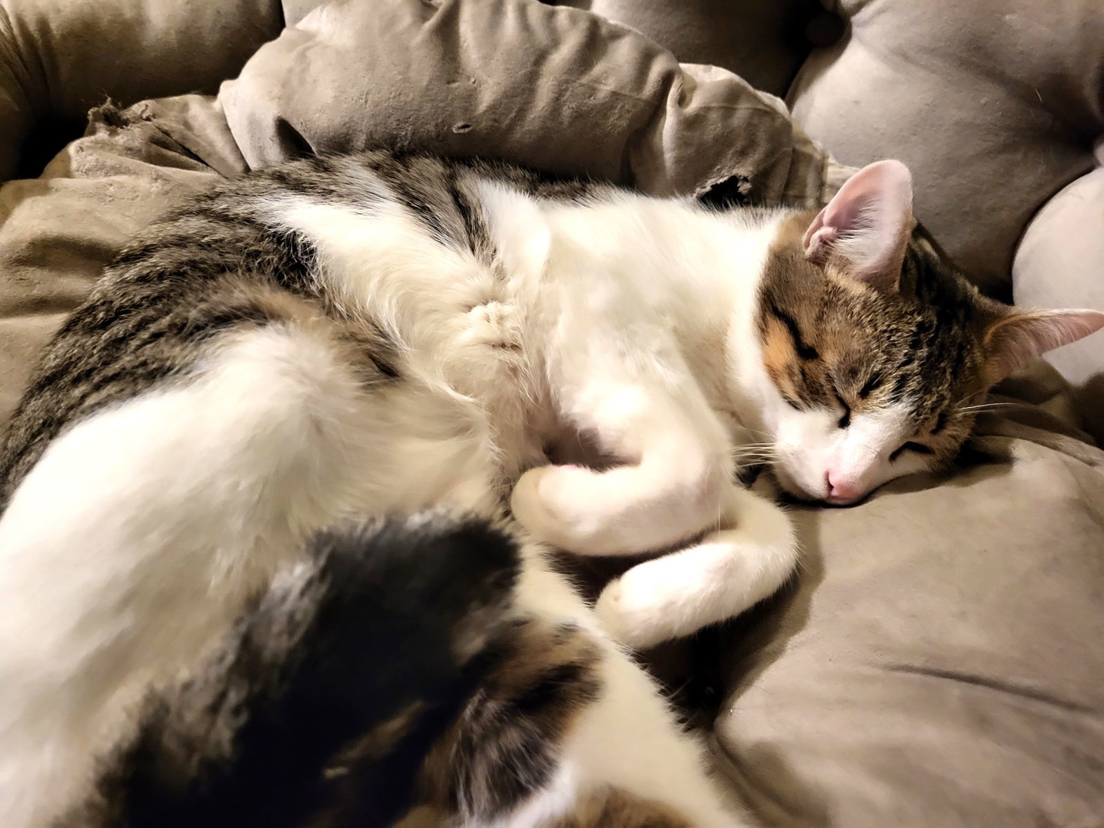 KITTEN BOBBY, an adoptable Tabby in Franklin, TN, 37069 | Photo Image 3