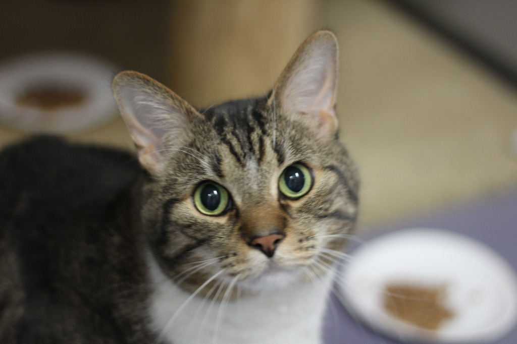 Ralph (sponsored), an adoptable Domestic Short Hair in Rockford, IL, 61126 | Photo Image 2