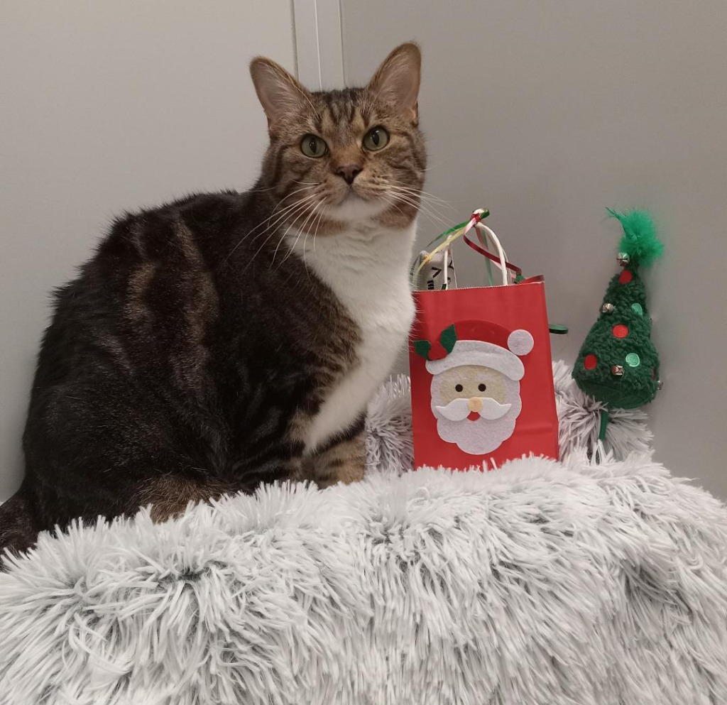 Ralph (sponsored), an adoptable Domestic Short Hair in Rockford, IL, 61126 | Photo Image 5