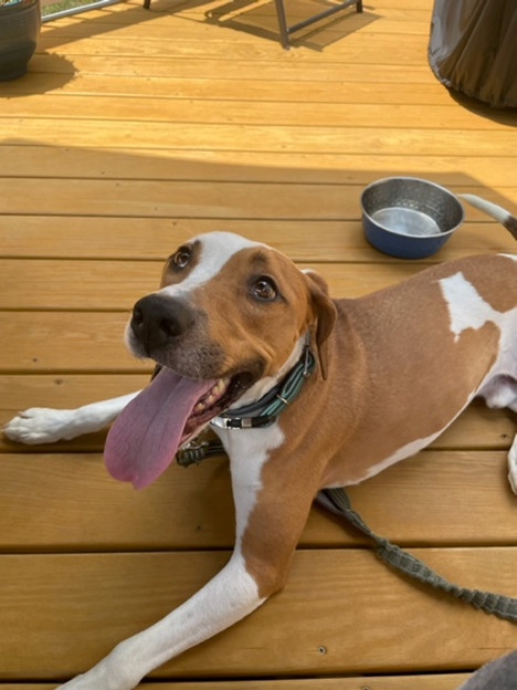 Nikko COURTESY LISTING, an adoptable Coonhound in Thomasville, NC, 27361 | Photo Image 1