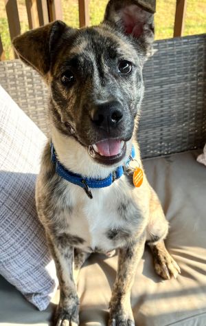 intelligent working dog Meet almost 1 yo 45 lb Milo Hes an energetic confident pup with a hear