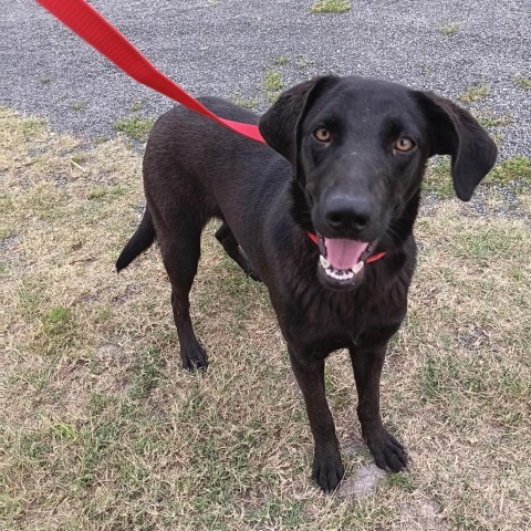 Cheer, an adoptable Black Labrador Retriever in Harlingen, TX, 78550 | Photo Image 1