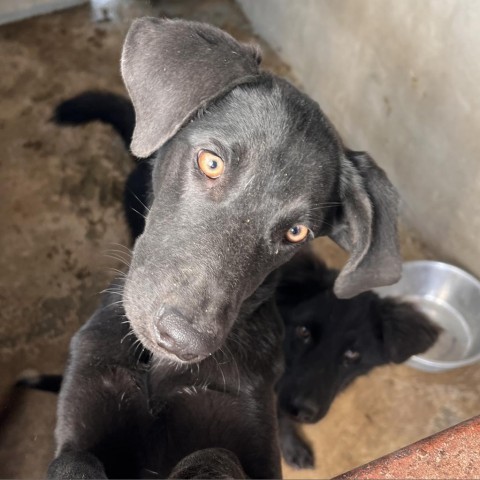 Cheer, an adoptable Black Labrador Retriever in Harlingen, TX, 78550 | Photo Image 2