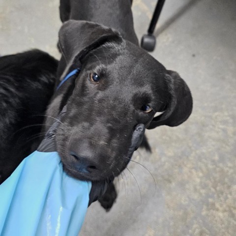 Cheer, an adoptable Black Labrador Retriever in Harlingen, TX, 78550 | Photo Image 3