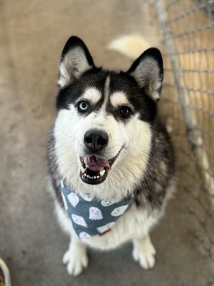 China, an adoptable Siberian Husky, Mixed Breed in Moses Lake, WA, 98837 | Photo Image 1