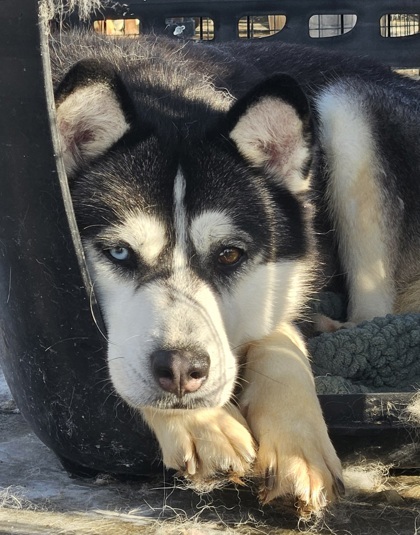 China, an adoptable Siberian Husky, Mixed Breed in Moses Lake, WA, 98837 | Photo Image 2