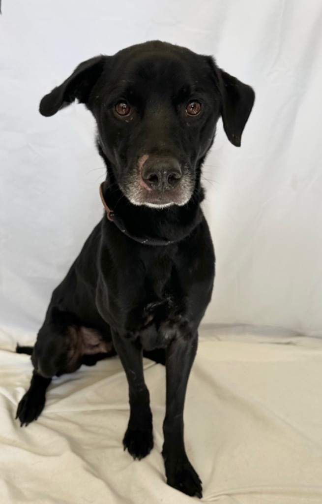 Dog for adoption - JACK FROST, a Black Labrador Retriever in ...