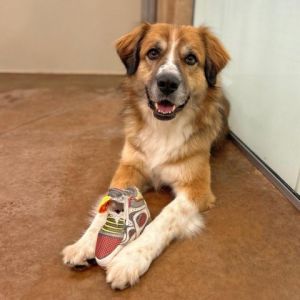 Personality Tess is a playful energetic and cuddly gal Shes a St Bernard mix who are known to