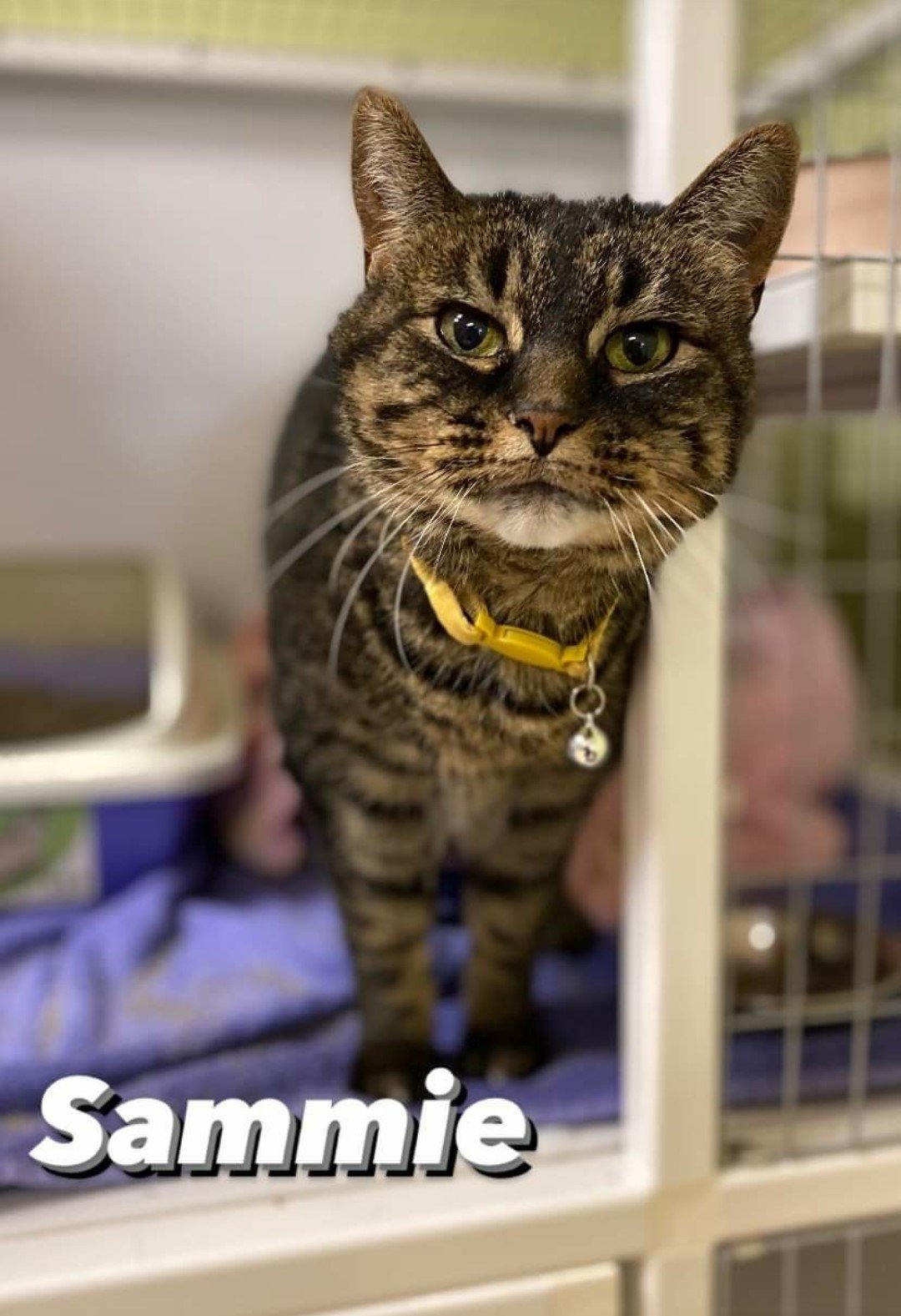 Sammie ***Available For Adoption!***