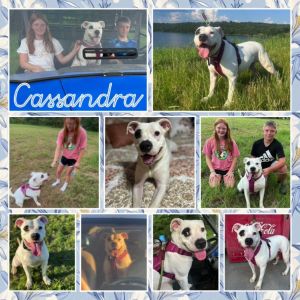 Cassandra, Adult Female American Bulldog